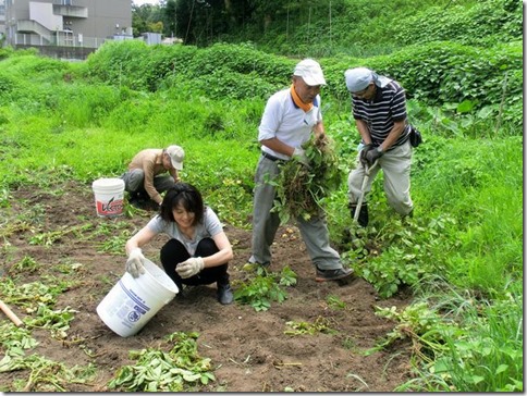 日本共産党の葉山町後援会で芋ほり、岩室議員も収穫に参加しました。
